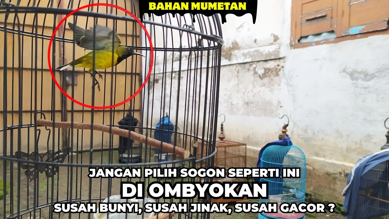 AWAS❗JANGAN PILIH SOGON BAHAN SEPERTI INI KALAU TIDAK INGIN PUSING 😁