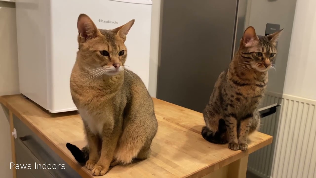 Chausie cat shows her aggression when hungry 😨