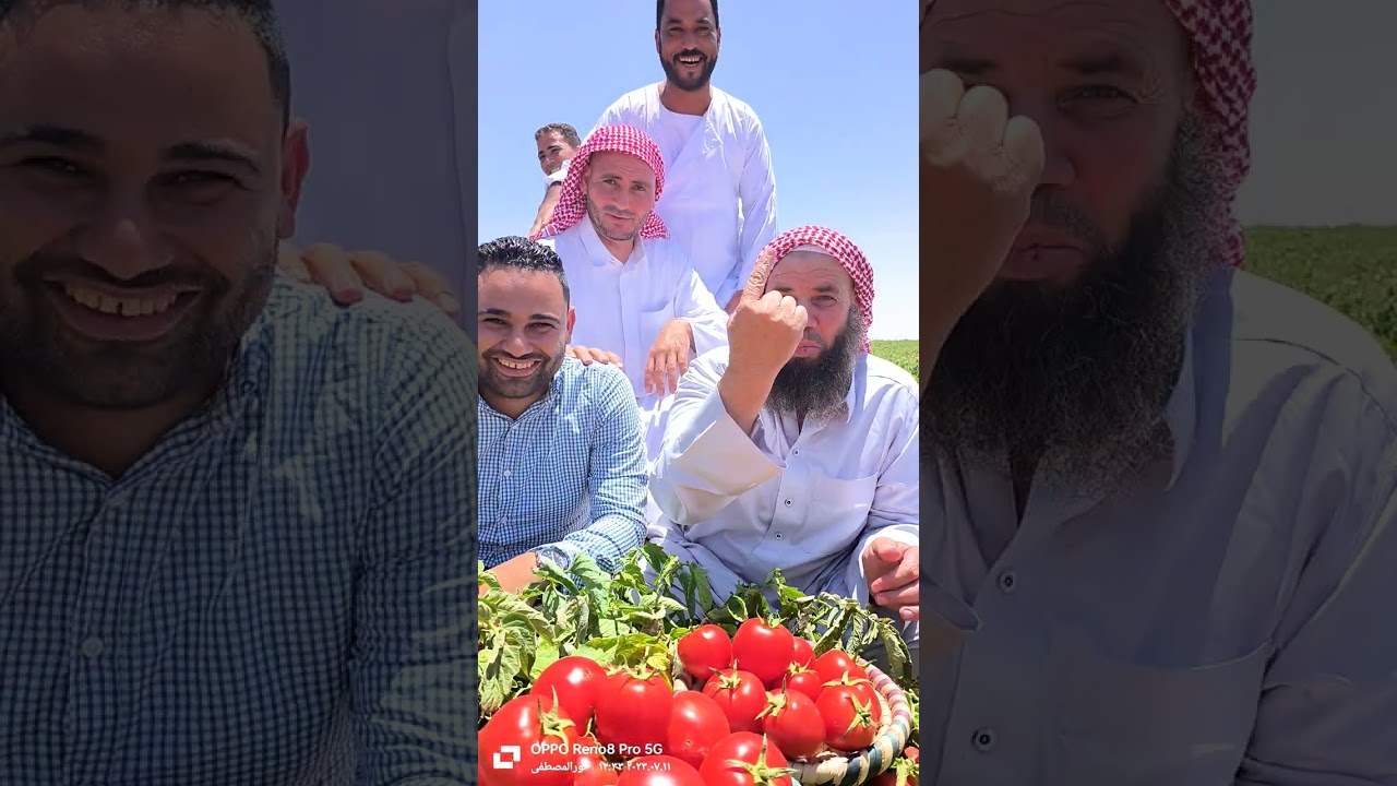 طماطم بريفيو شركة أجريماتكو