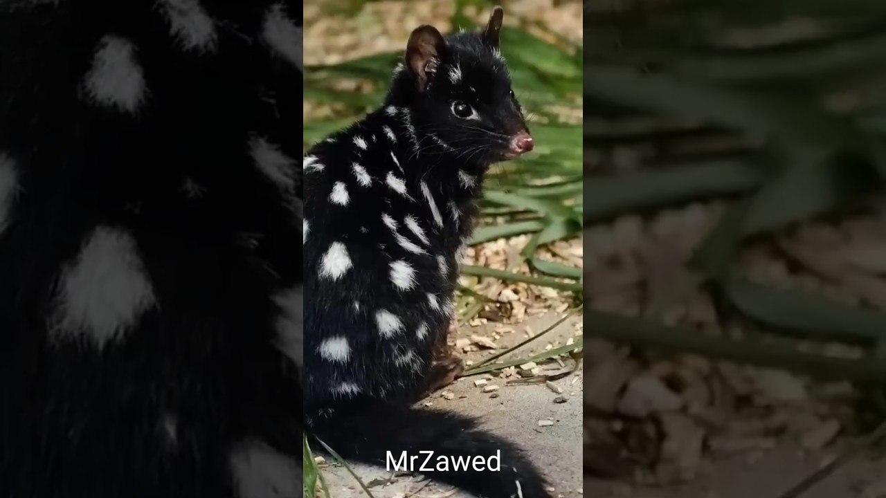 The rarest animal on Earth !! Most beautiful rare Animals ! 