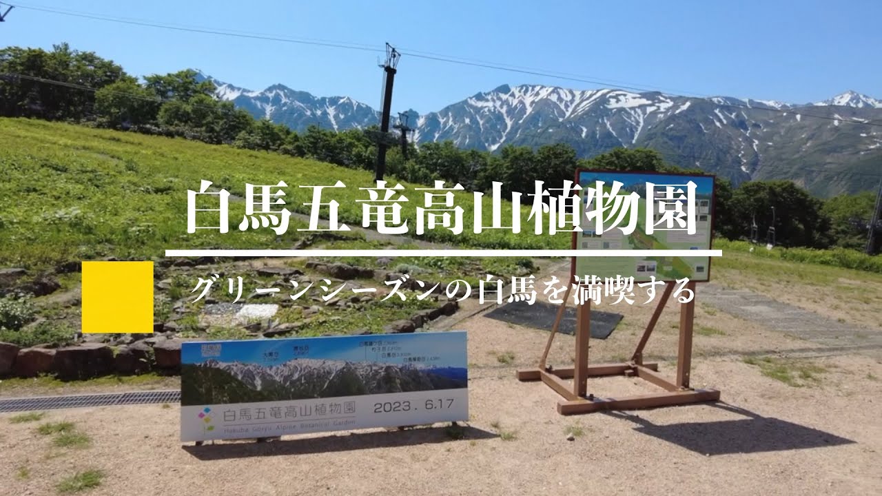 【白馬五竜高山植物園】ゴンドラリフトに乗ってお弁当を食べて大自然を眺めて来た。　白馬｜五竜｜ドライブ｜長野県｜4K