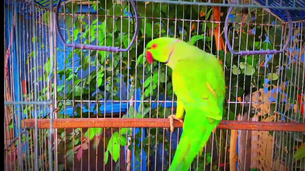 Parrot talking mithu | Parrot sound | Mithu mithu 🦜#viralvideo 