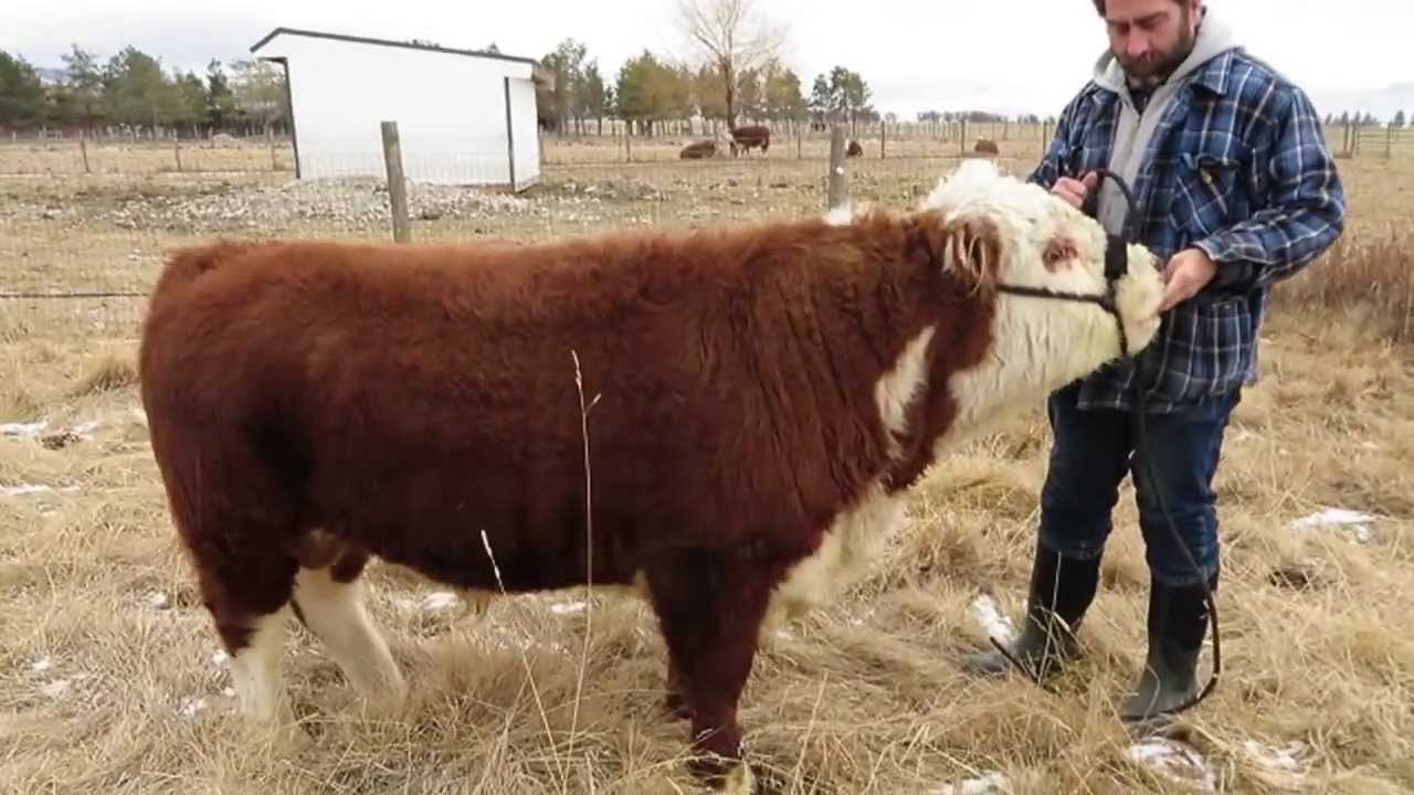 Brutte Miniature hereford Bull