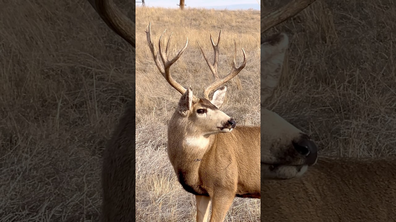 A younger buck with some great muscle tone and cool antlers looking around for some does.