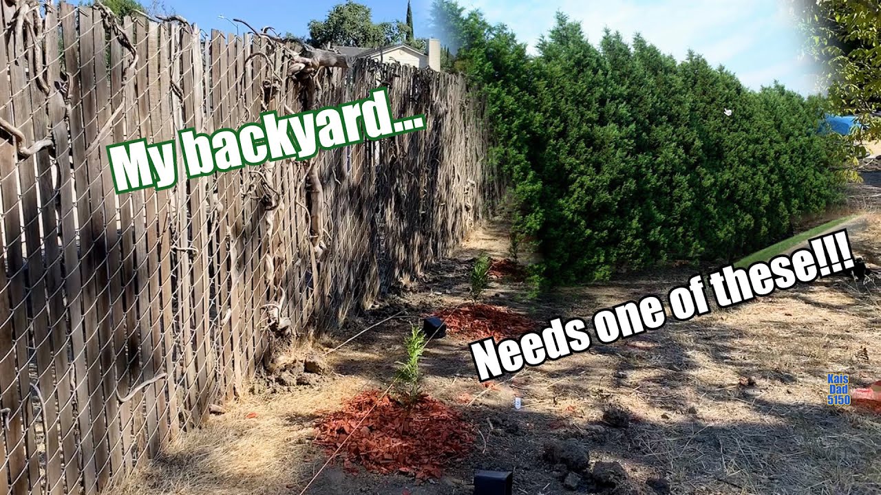 I planted 70 baby Thuja Green Giant Trees... Can I grow them in to a beautiful privacy screen?