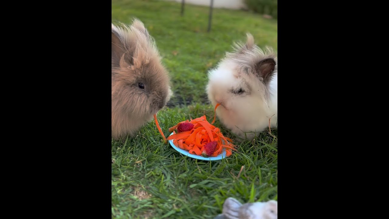 10 min. Musica italiana para comer con conejitos