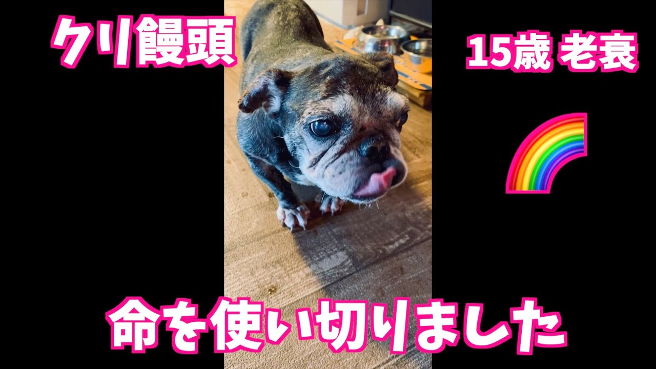 【 クリ饅頭 🌈 】2023年 8月13日 日曜日 午前10時55分 老衰の為 15歳 〜フレンチブルドッグ French bulldog vlog @637
