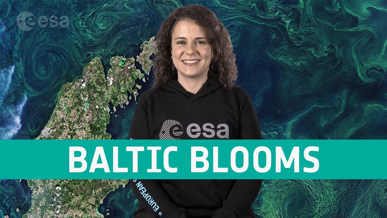 Earth from space: Gotland Baltic Blooms