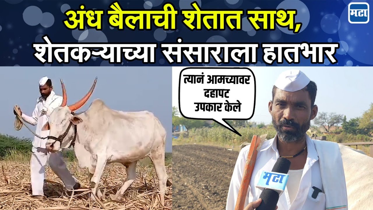 Solapur | बैल दोन्ही डोळ्यांनी अंध, विकण्याचा सल्ला; संगोपन करणाऱ्या मालकाचे सोन्यानं पांग फेडले