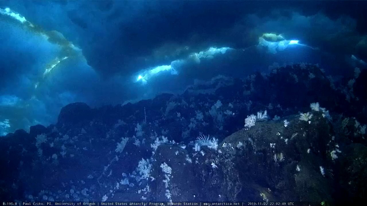 Antarctica LIVE underwater video - McMurdo Oceanographic Observatory