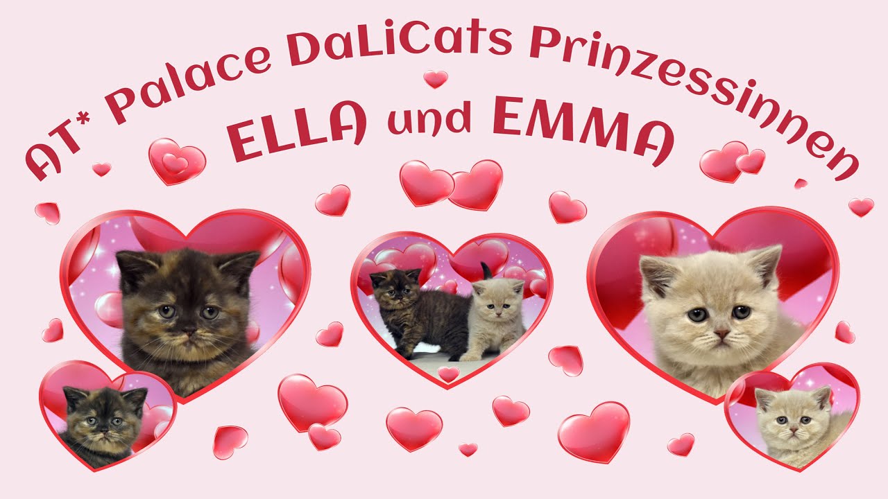 AT* Palace DaLiCats EMMA and ELLA ❤ *01.-02.01.2021 ❤ British Shorthair ❤ 45-46 days old