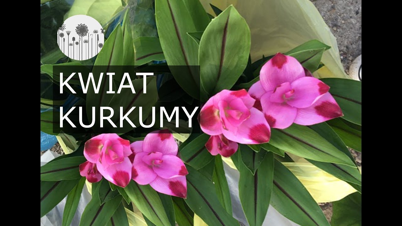 Kwiat kurkumy - ostryż. Jak hodować, uprawiać i pielęgnować kurkumę ?