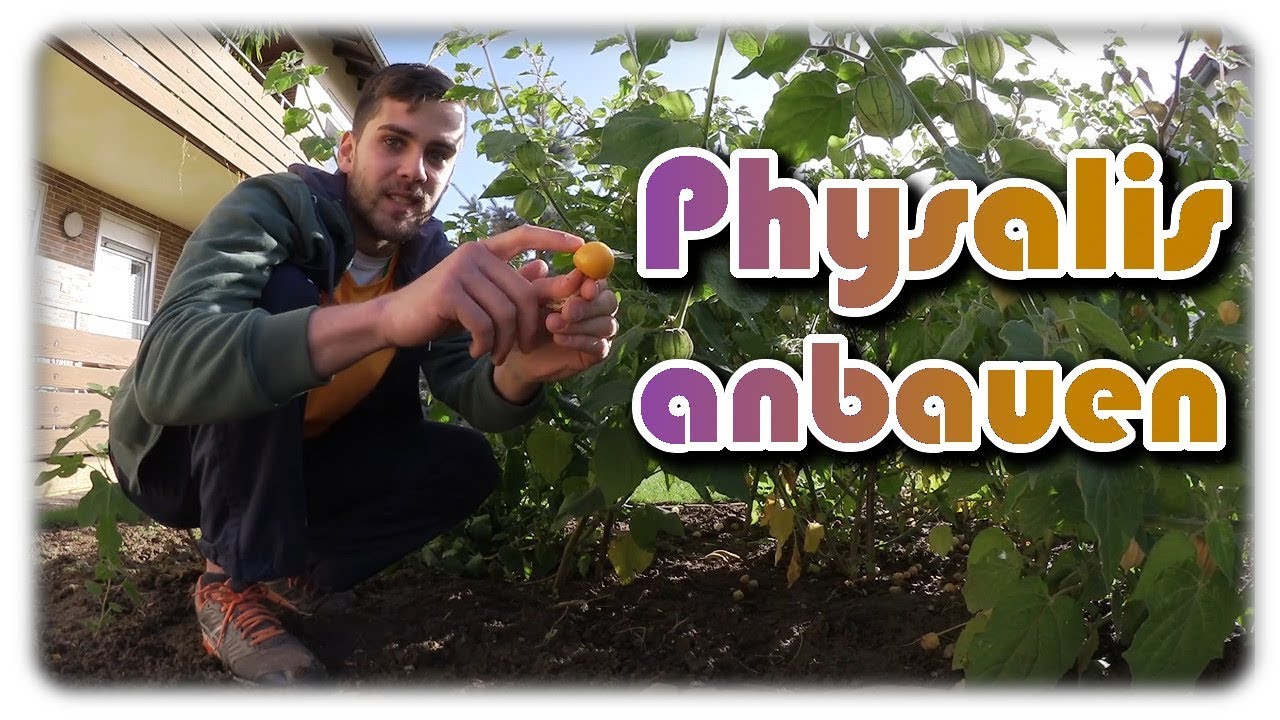 Physalis erfolgreich anbauen | Physalis Pflege und Ernte