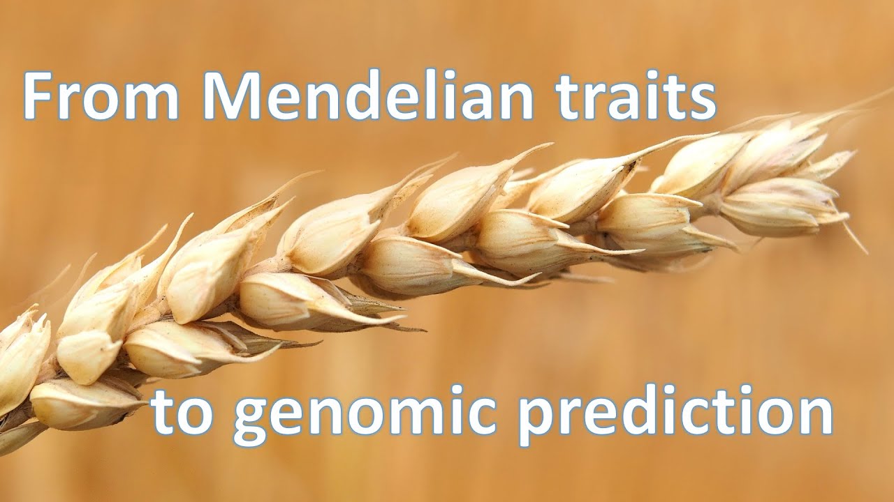 Linking Mendelian and quantitative genetics in plant breeding