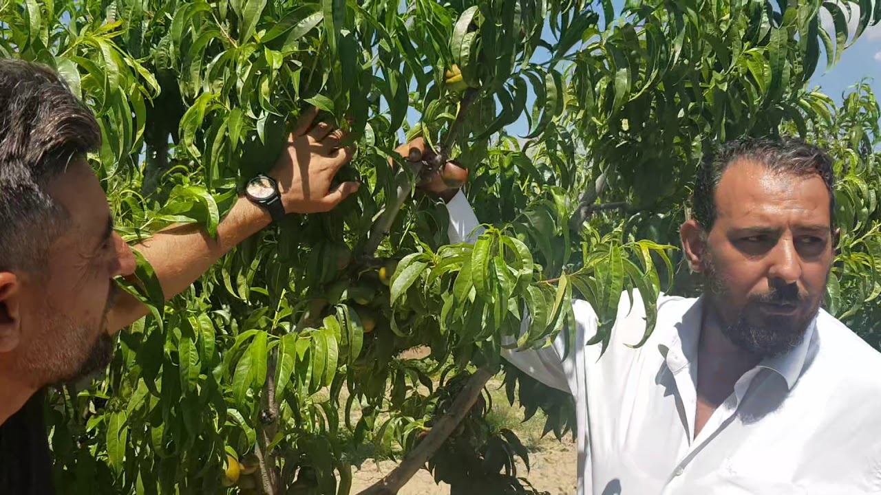 ŞEFTALİ AĞACI NASIL GÜBRELENİR - 100 DE 100 GÜBRE İLE KALİTE VE TONAJ NASIL ARTAR