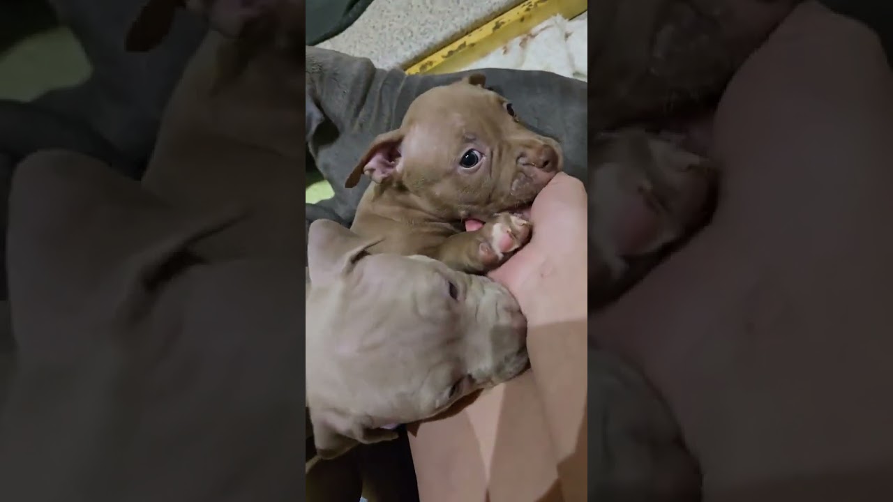 Ревности😂😂😂 #geizerlubvikannel #americanbully #puppy #брабус