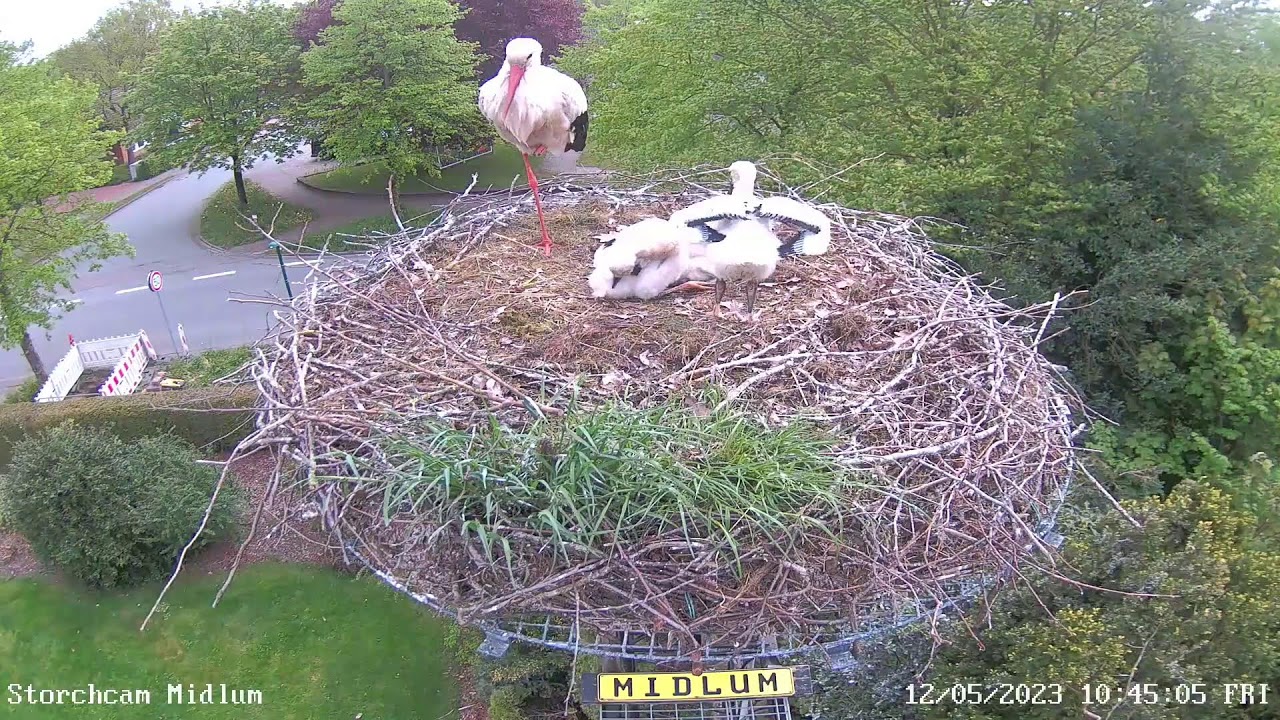 Midlum Storchcam