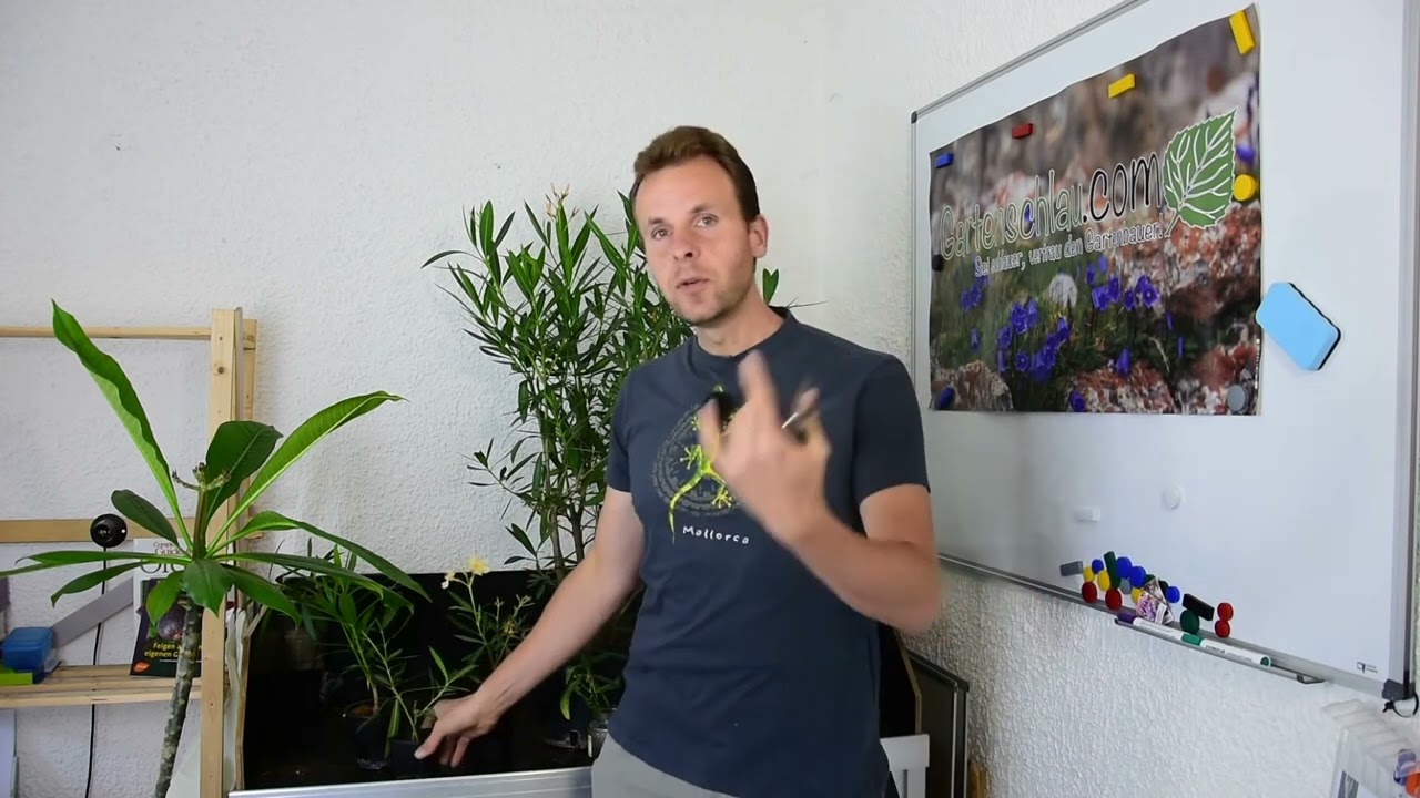 Oleander Nerium oleander   care, pruning, overwintering cutting propagation care for oleander