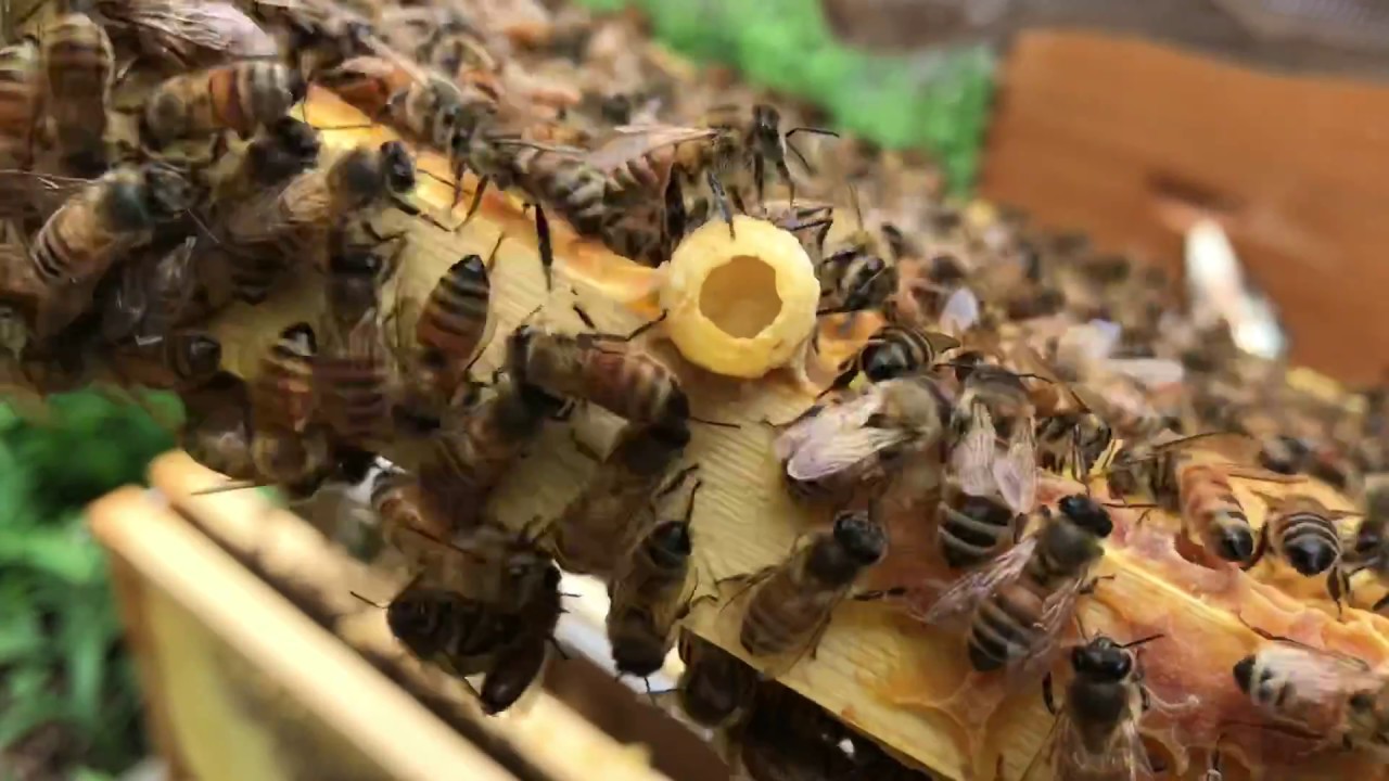 Beekeeping. Queen castle start up frame by frame. Swarm cells and an angry hive.