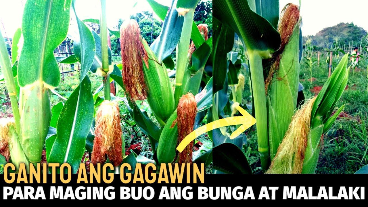 PAANO MAPALAKI ANG BUNGA NG MAIS | D' GREEN THUMB