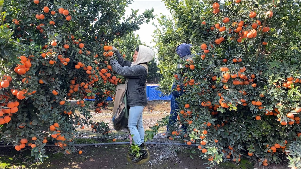 INCREÍBLE COSECHA DE MANDARINA POR CONTRATO/ESTE AÑO SE DIO MUCHÍSIMA FRUTA /AMAZING TANGERINE