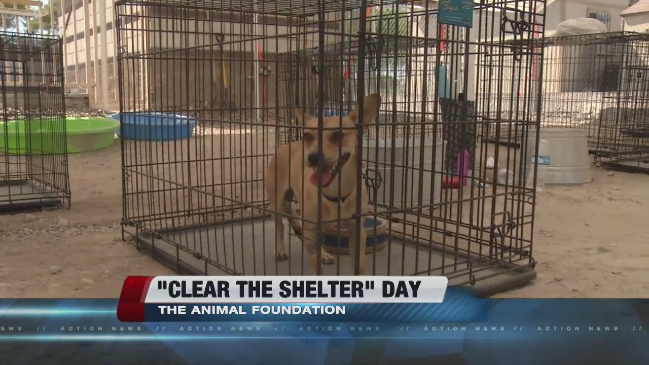236 pets adopted at Animal Foundation during event