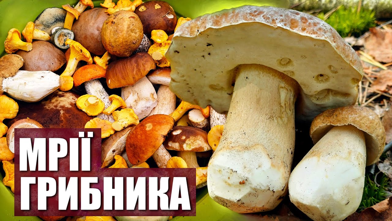 Як відшукати чарівні лісові білі гриби і не тільки!