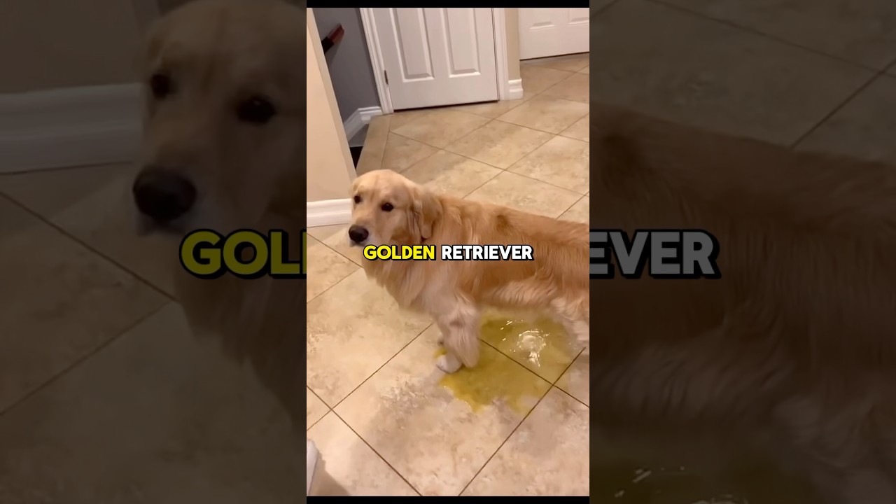 Najbardziej przyjacielski pies świata🦮#śmieszne #psy #goldenretriever #shorts