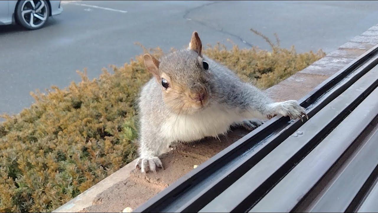 Something changed and the squirrels are confused