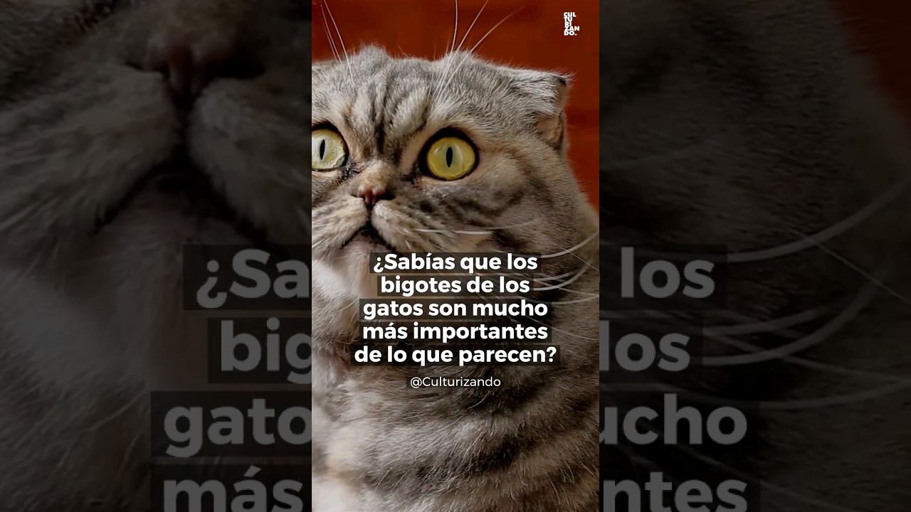 &iquest;Sab&iacute;as que los bigotes de los gatos son mucho m&aacute;s importantes de lo que parecen?