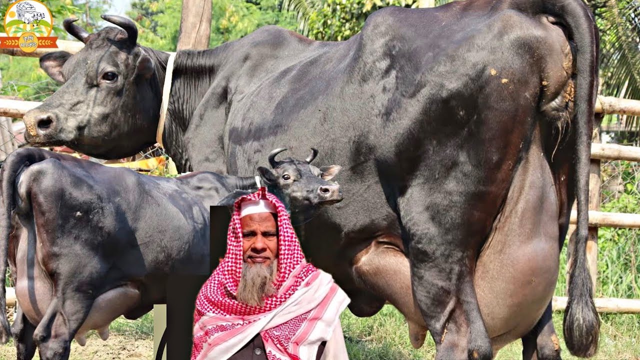 রাজ্জাক হাজীর ৩৫ লিটার দুধের ইন্ডিয়ান সর্বোচ্ছ সেরা দুধের গাভী দেখুন 