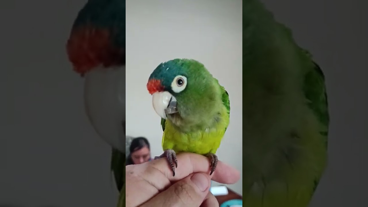 Nachito