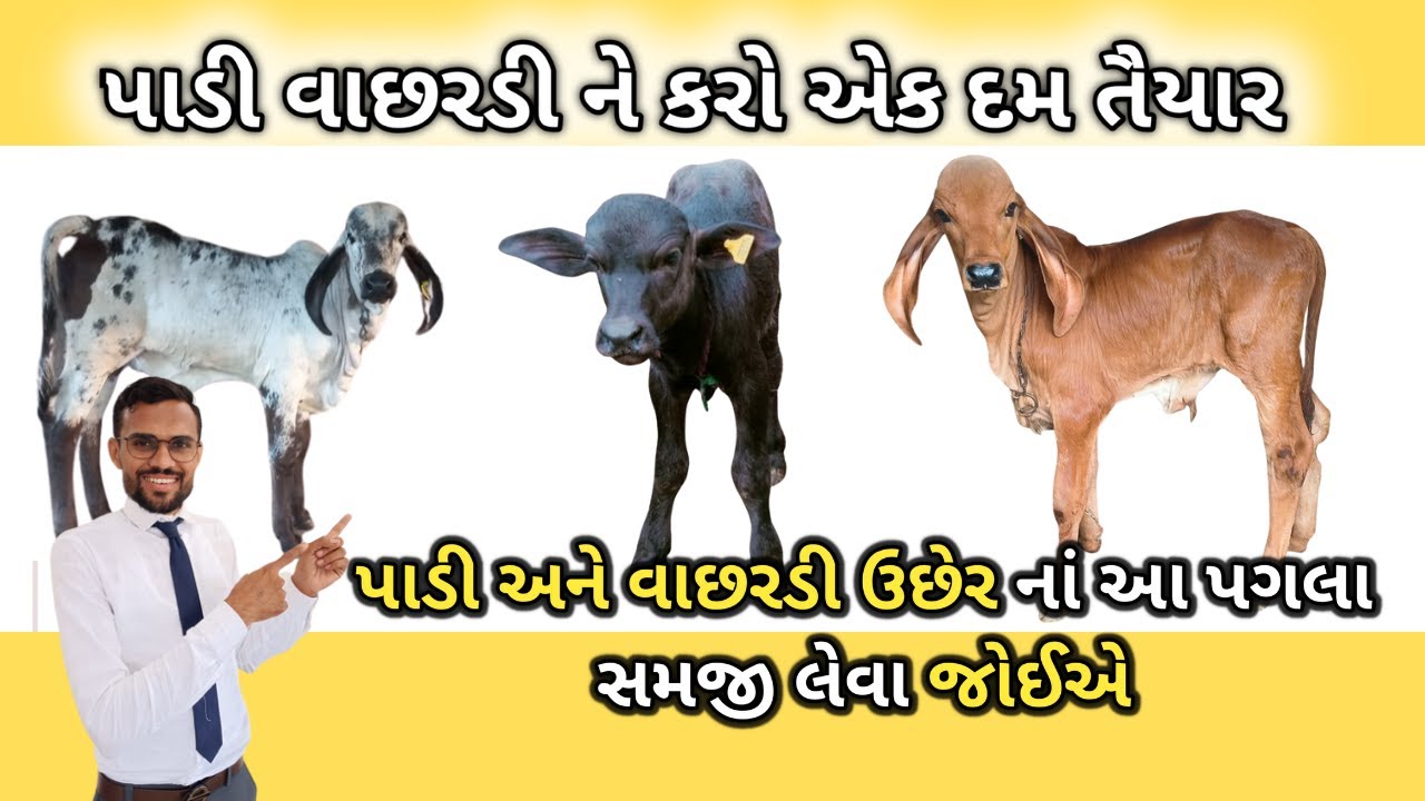 વાછરડી અને પાડી ને કેમ વજન વધારવું જોઇએ