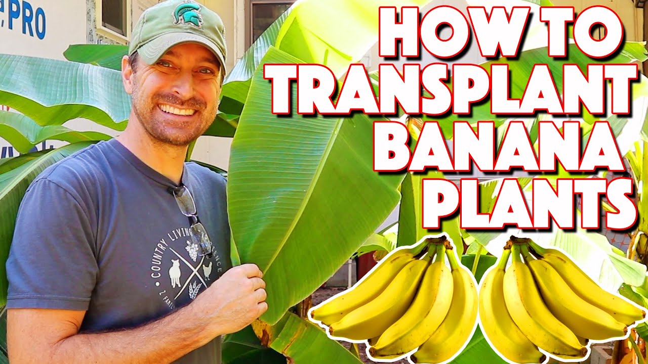 Banana Plant Transplanting Into Pots! How They Grow And How To Care For Them!