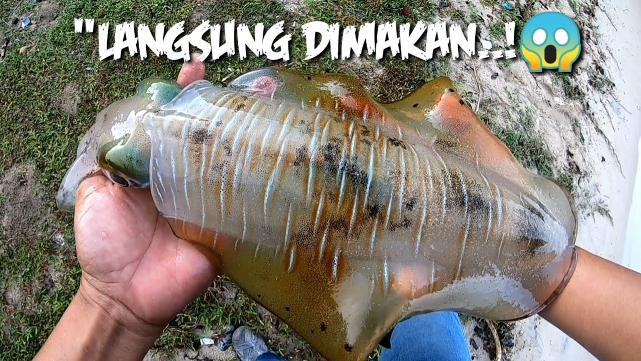 lama gak mancing,,,sampai setting drag reel pun lupa..!🤷 || mancing cumi