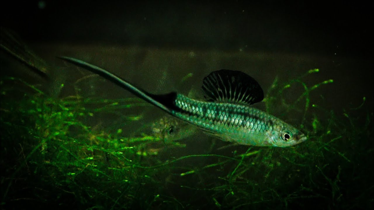 Xiphophorus montezumae 