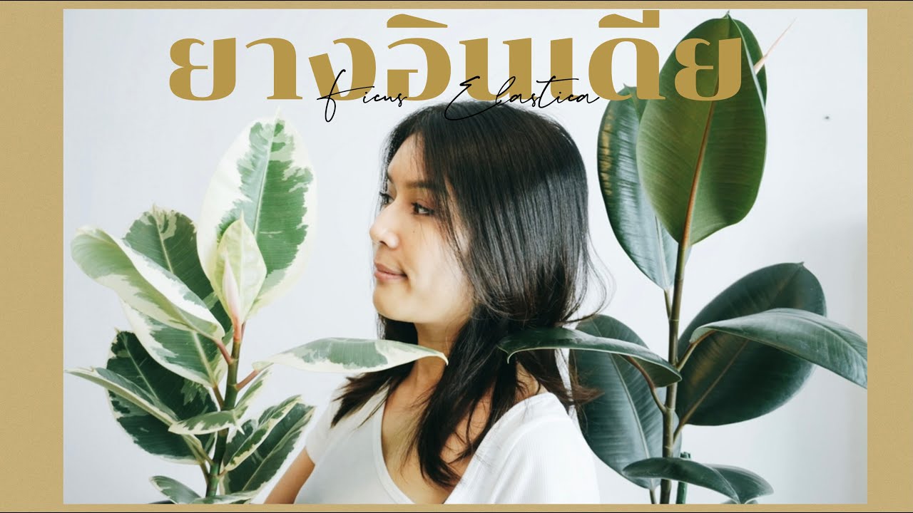 [วันละต้น] ยางอินเดีย Ficus Elastica | ทุกอย่างเกียวกับยางอินเดีย ปัญหาใบไหม้ , ใบตก , ทิ้งใบ