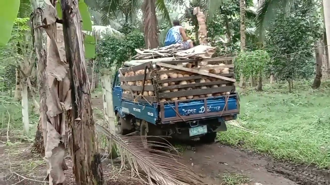Kia Ceres off-road loaded with coconut