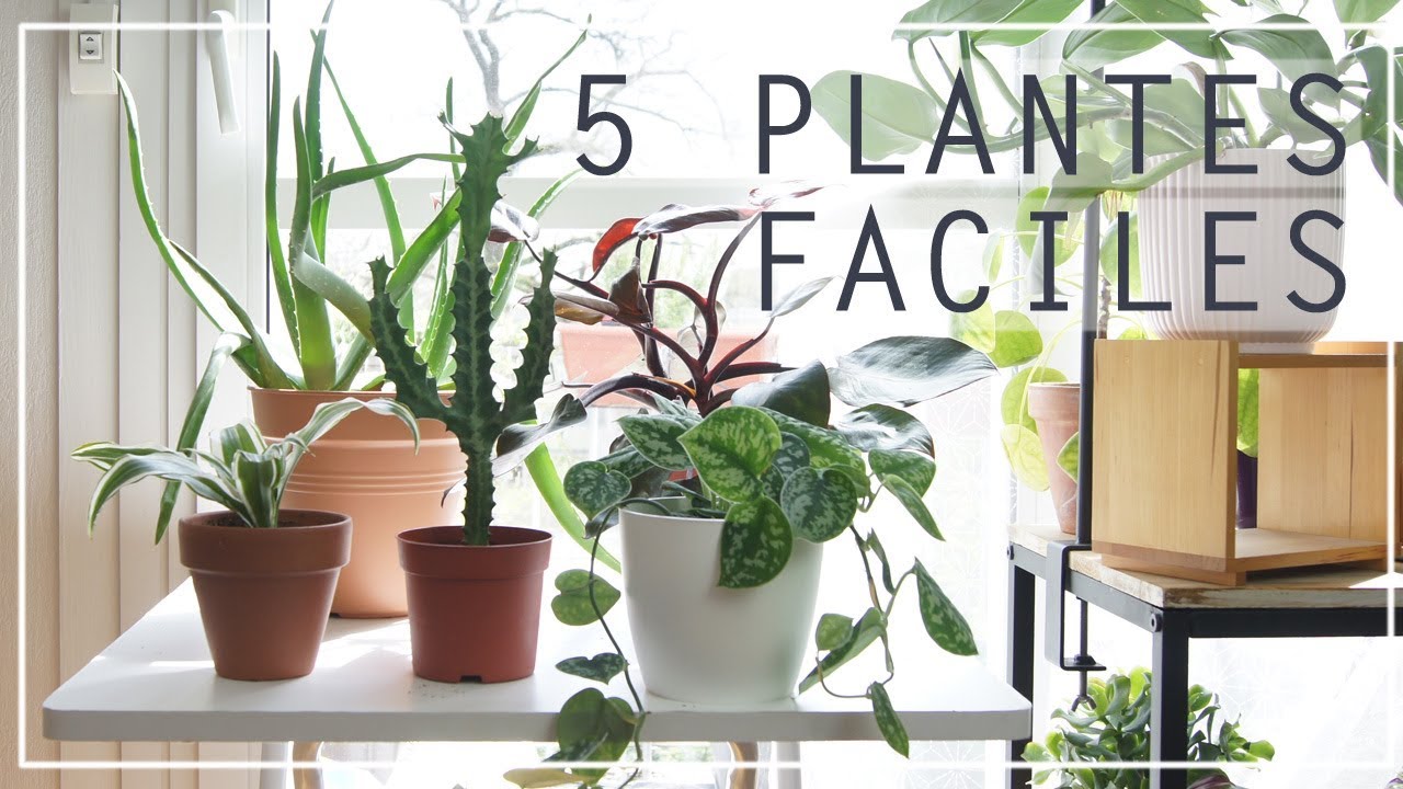 🌿 5 plantes d'intérieur faciles à entretenir
