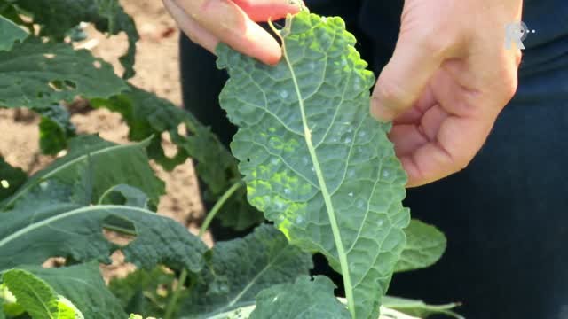 Ik Moestuinieren - Groei en Bloei