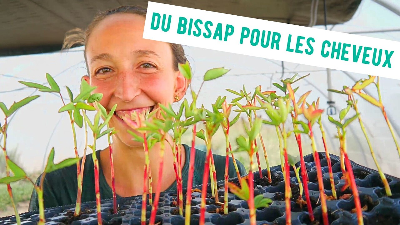 On installe des plants d'hibiscus (bissap) 🌺 + tour des SEMIS