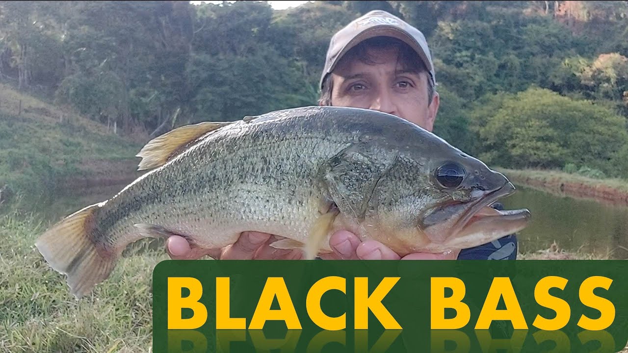 Conheça o Black Bass, o Peixe preferido na pescaria Norte Americana!!!