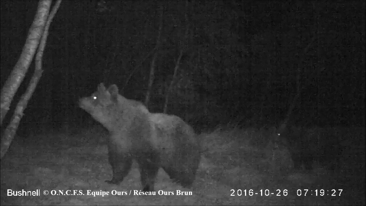 Vid&eacute;os et photos automatiques d'ours brun, novembre 2016 - Equipe Ours ONCFS
