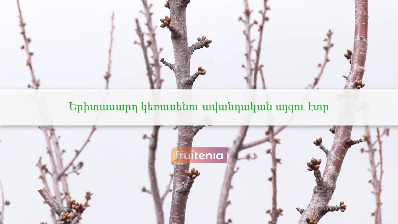 Երիտասարդ կեռասենու ավանդական այգու էտը/Pruning of young sweet cherry tree