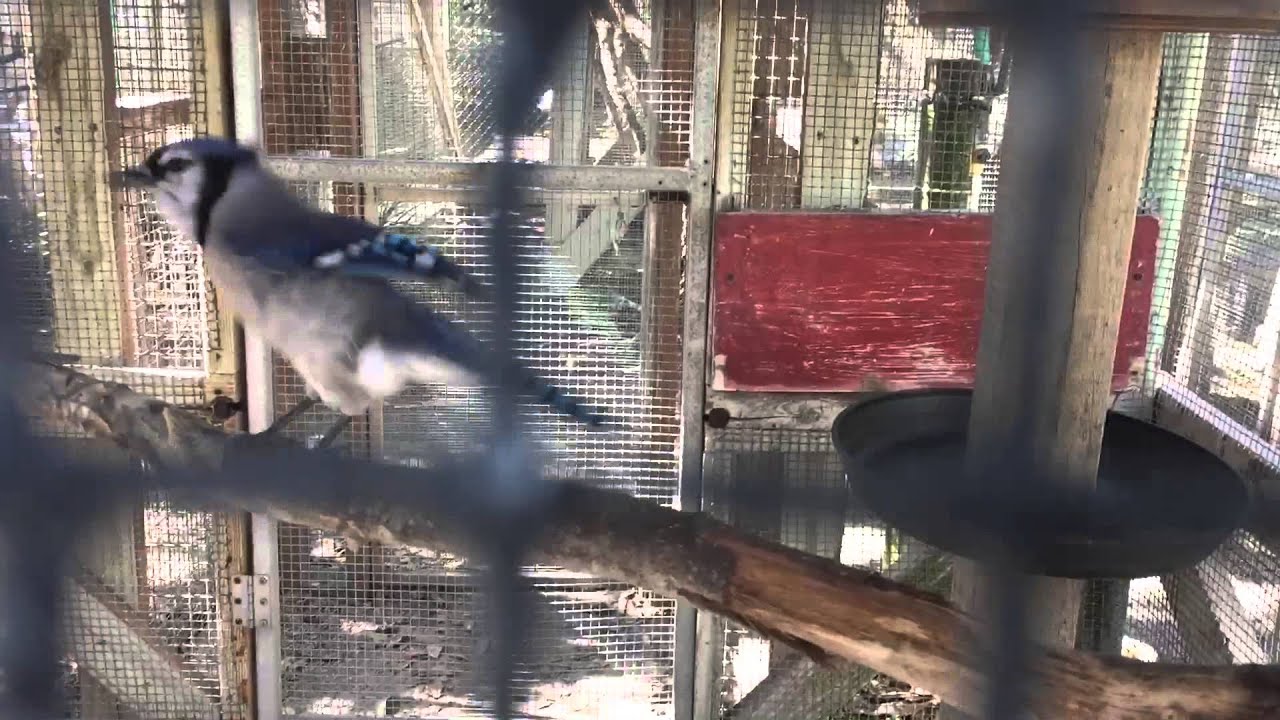 Weird Meowing Blue Jay