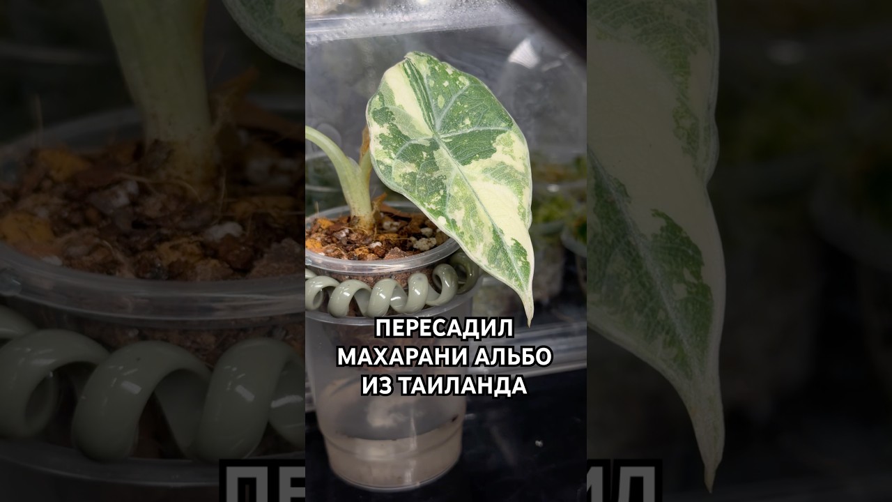 ПЕРЕСАДИЛ МАХАРАНИ АЛЬБО ИЗ ТАИЛАНДА🌿 #махарани #растения #цветы #таиланд #plants #обзор #пересадка