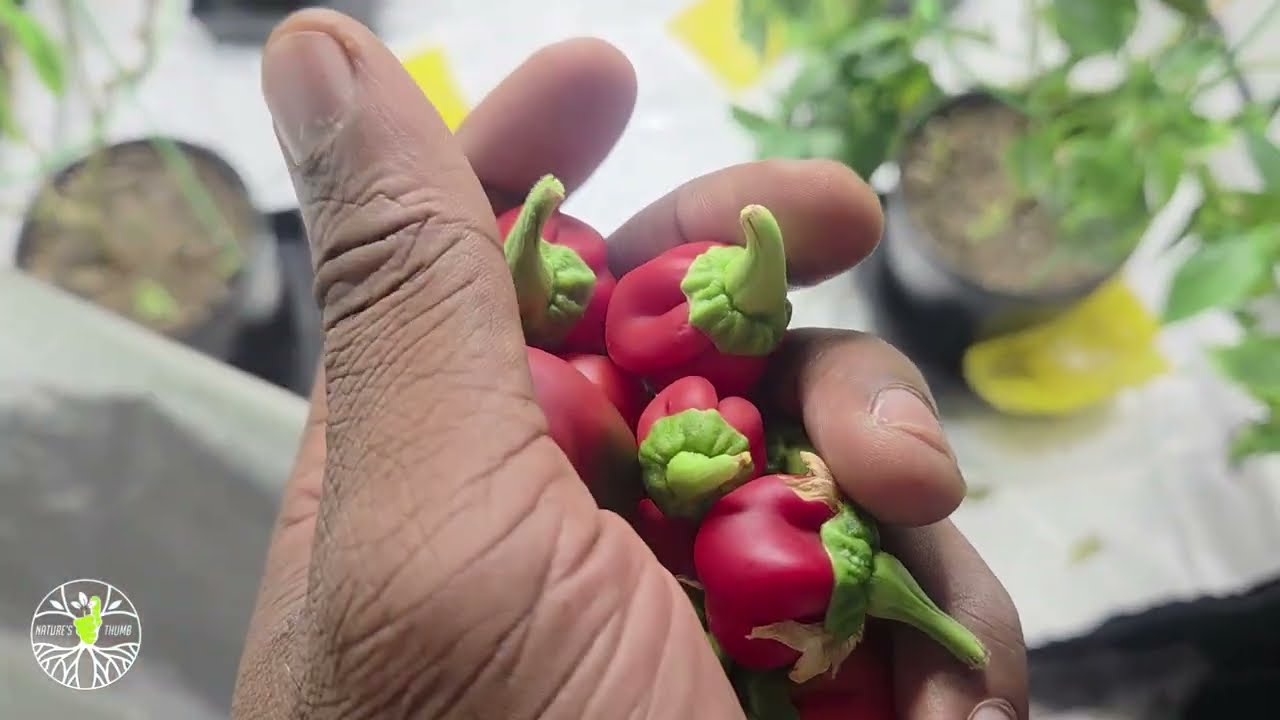 Grow What You Smoke Ep 4