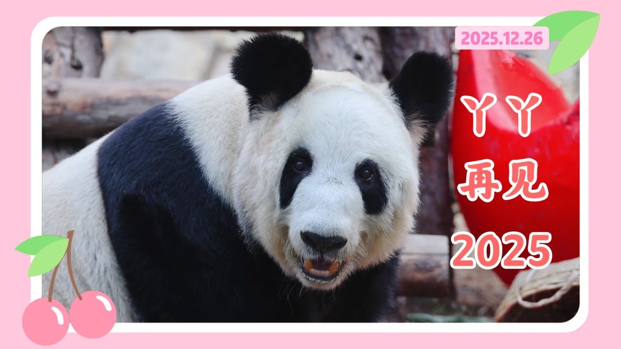 丫丫25年12月26日最新视频 - 丫丫今年最后一次亮相，端庄优雅美丽长公主和2025说再见 Beijing Zoo official release YaYa video 20251226