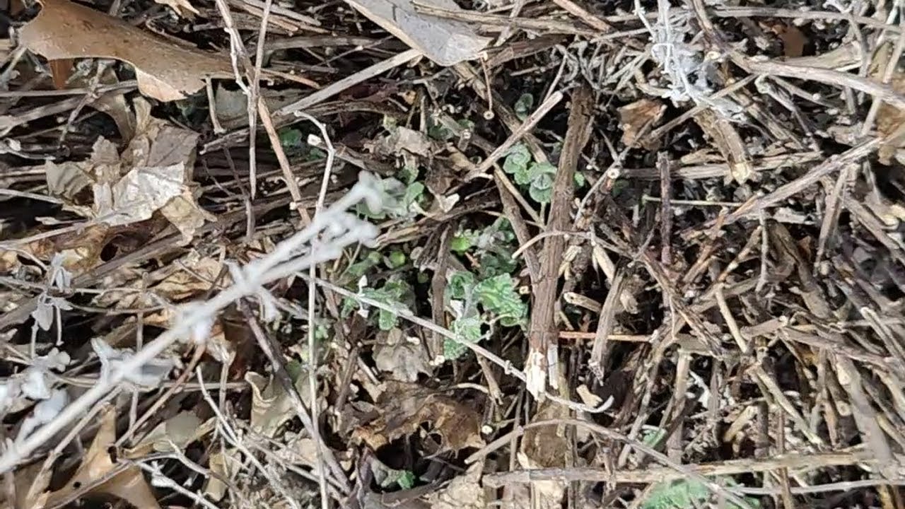 How to cut back salvia and catmint (nepeta) in the spring