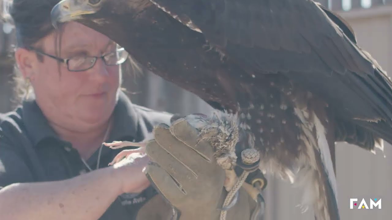 FAM Awards 2025 - Culture Protector: Grey Snow Eagle House and CPN Aviary